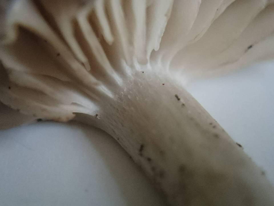 Entoloma saundersii image
