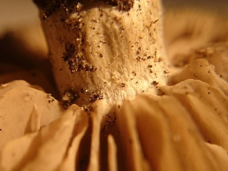 Entoloma saundersii image