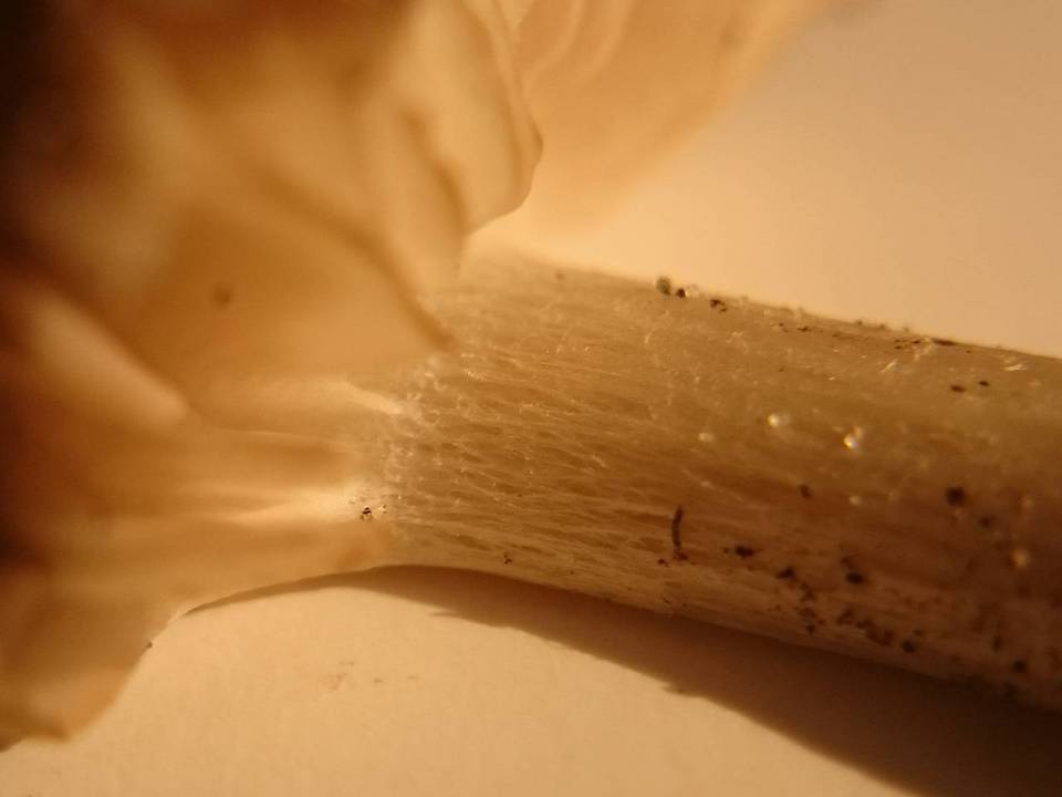 Entoloma saundersii image