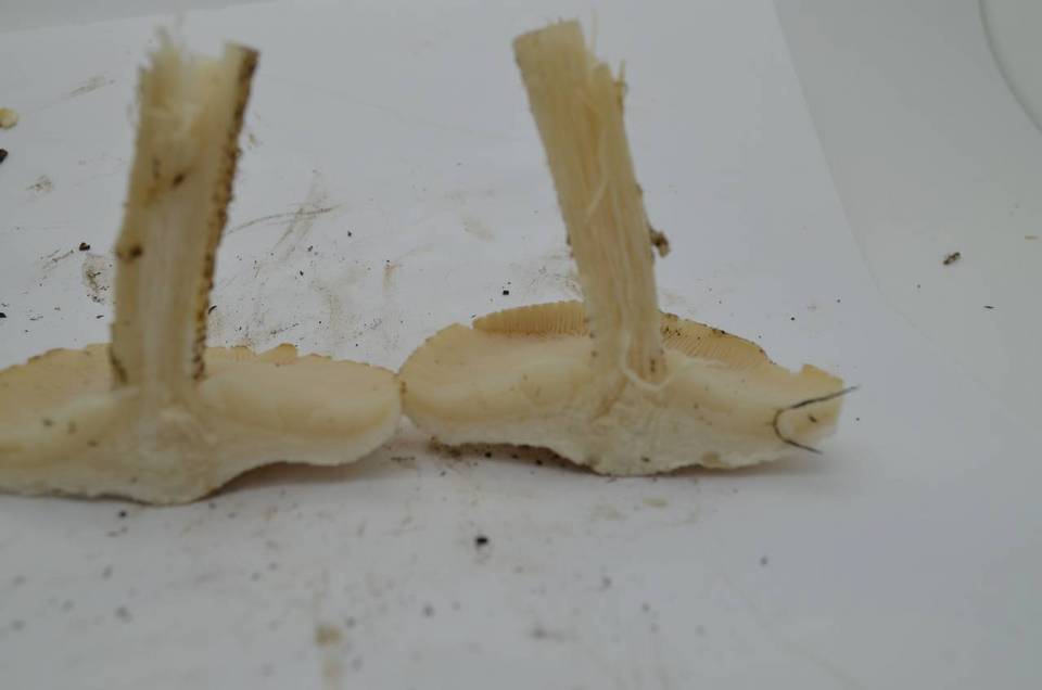 Melanoleuca verrucipes image