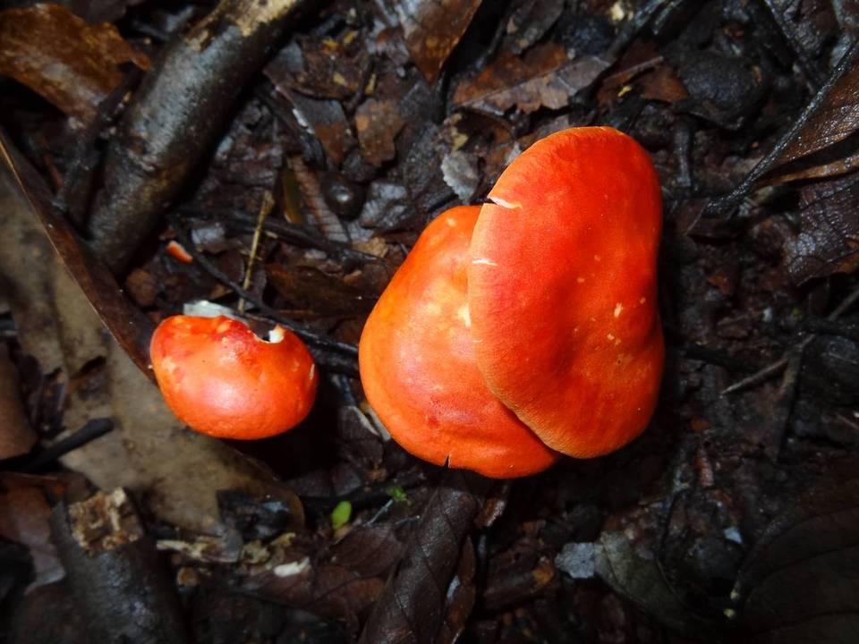Leucopaxillus gracillimus image