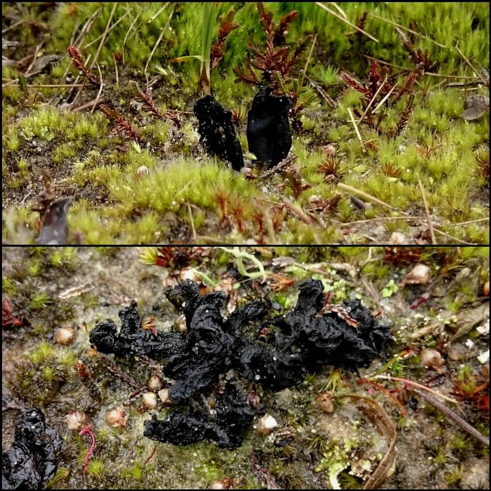Sabuloglossum arenarium image