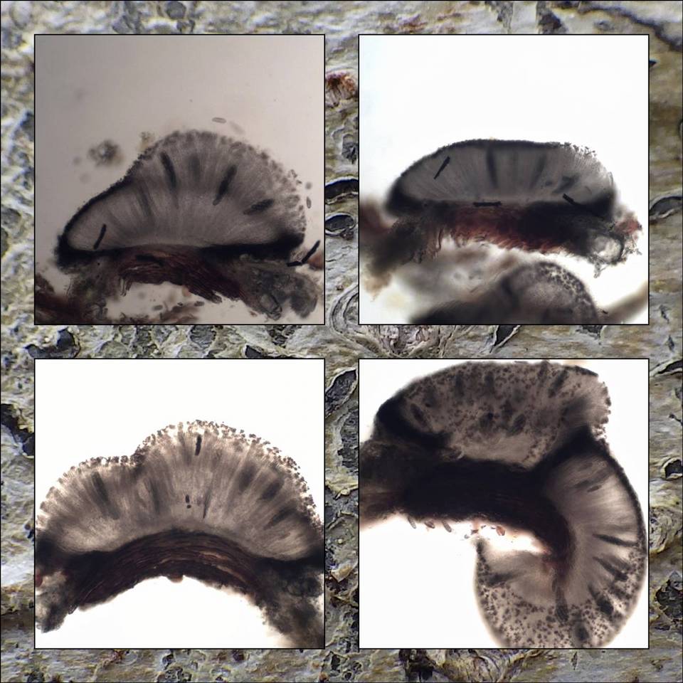 Phaeographis smithii image