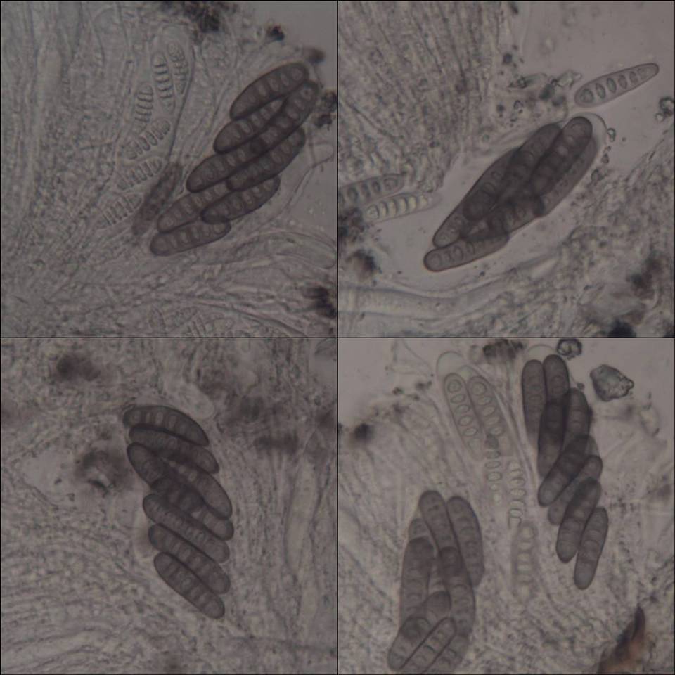 Phaeographis smithii image