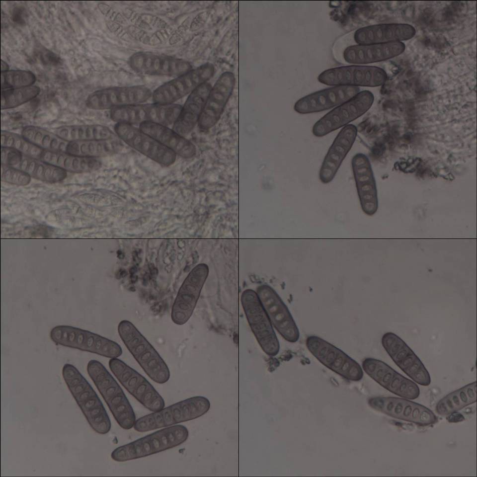 Phaeographis smithii image