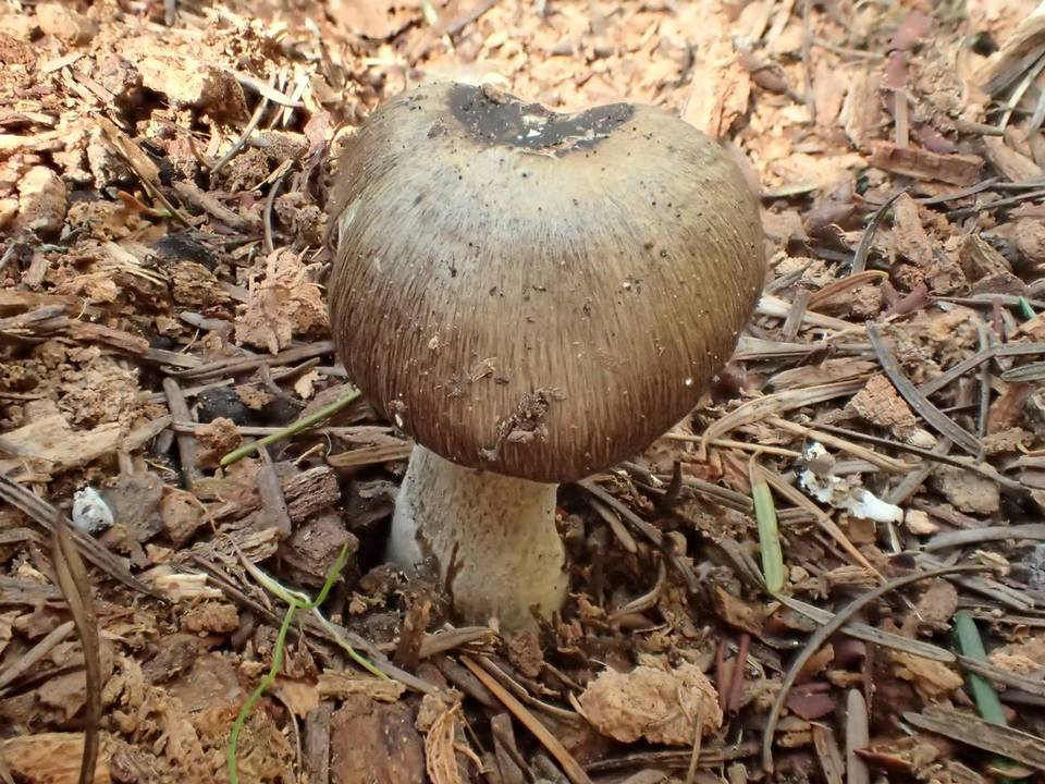 Inocybe soluta image