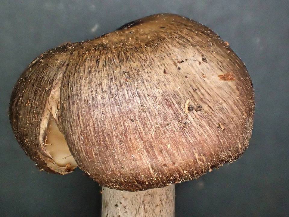 Inocybe soluta image