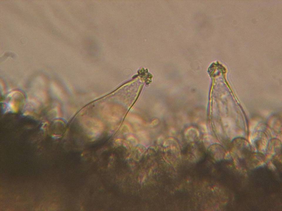 Inocybe soluta image