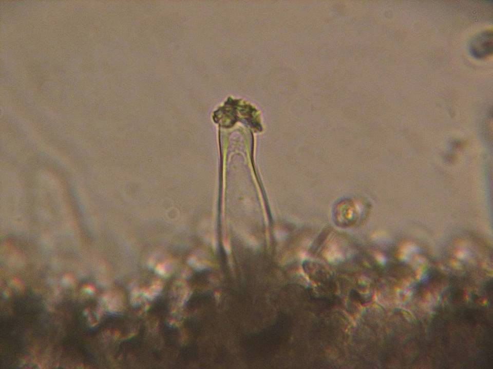 Inocybe soluta image