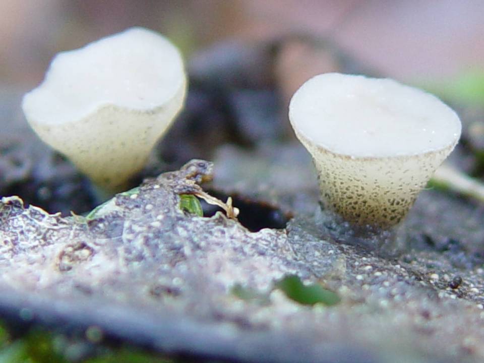 Cudoniella tenuispora image