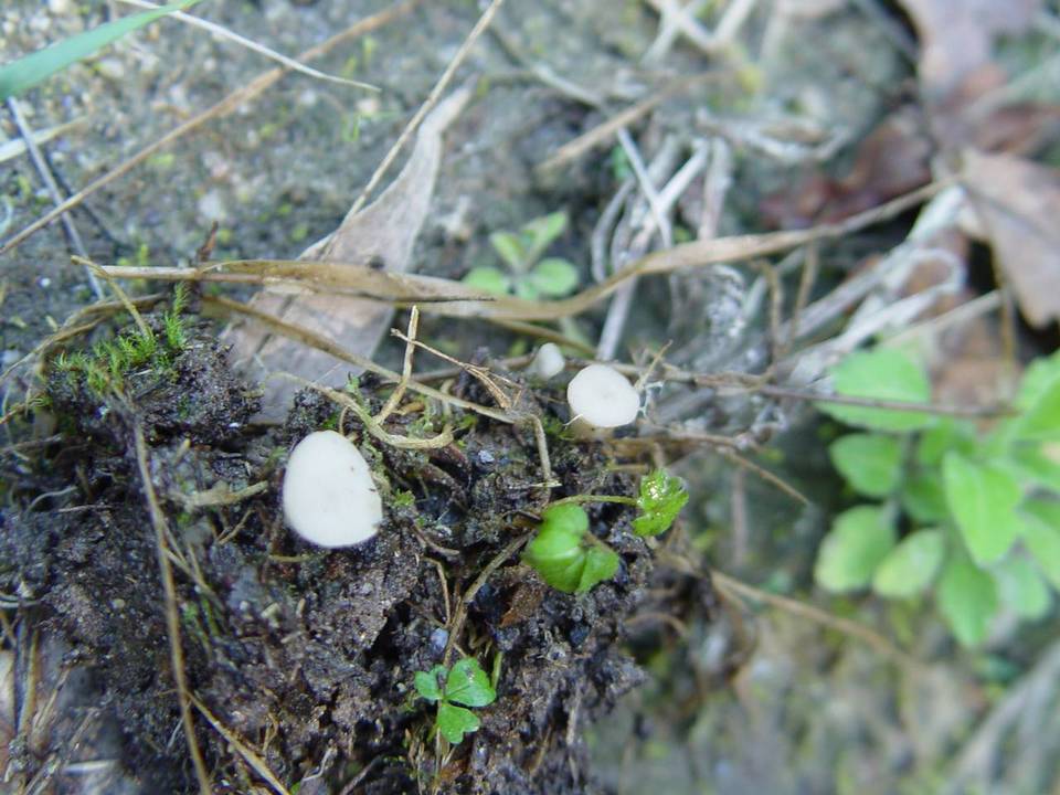 Cudoniella tenuispora image