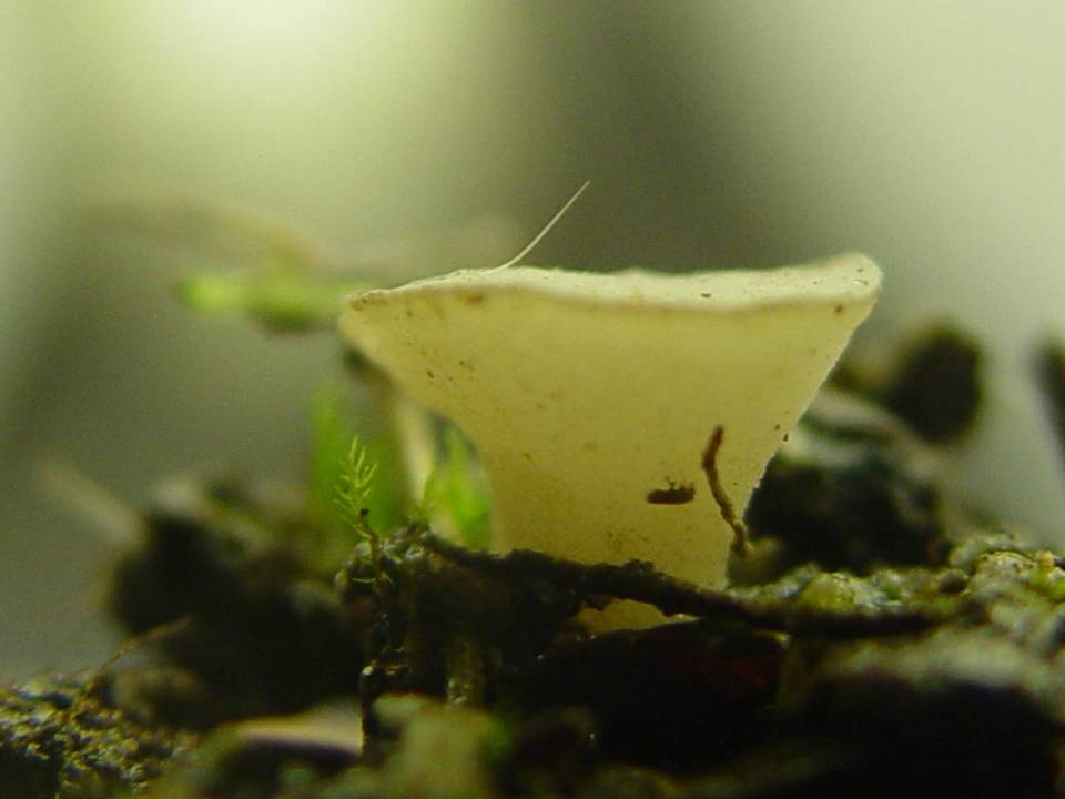 Cudoniella tenuispora image