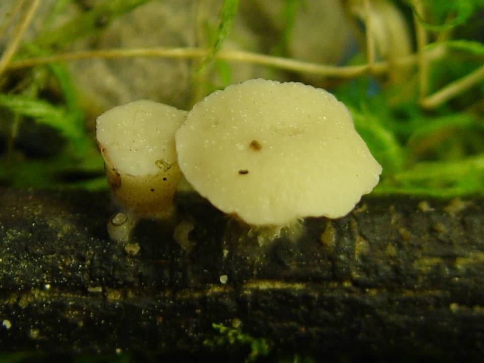 Cudoniella tenuispora image