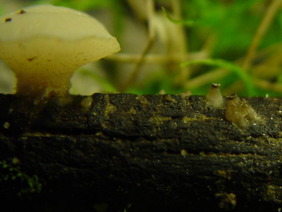 Cudoniella tenuispora image
