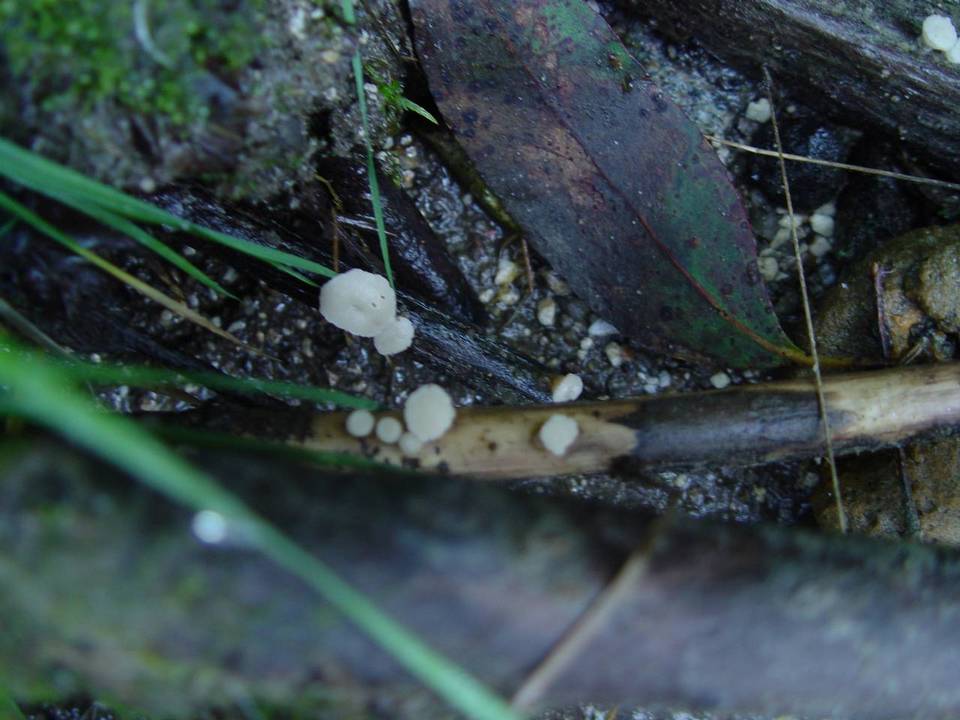 Cudoniella tenuispora image