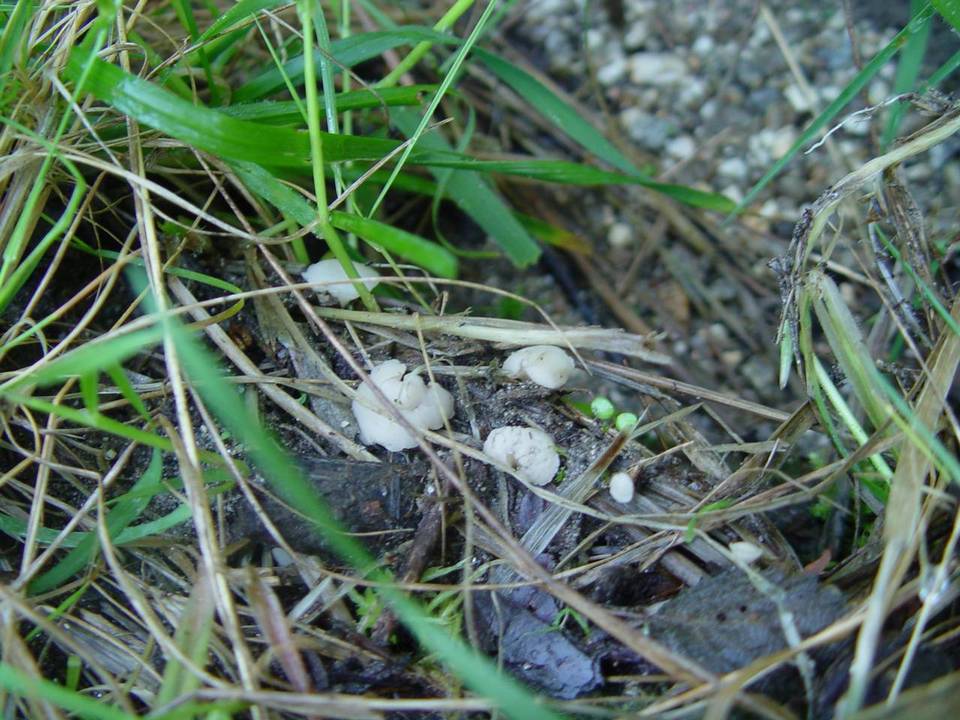 Cudoniella tenuispora image