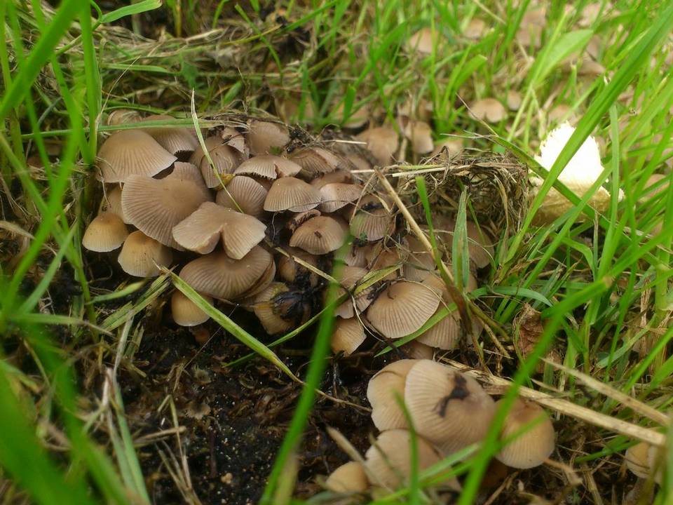 Psathyrella pygmaea image