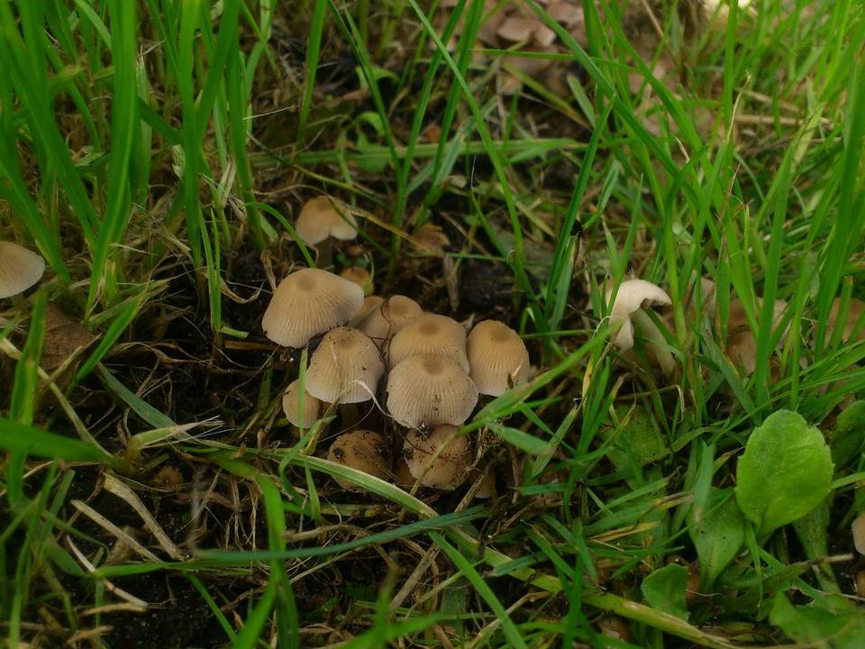 Psathyrella pygmaea image