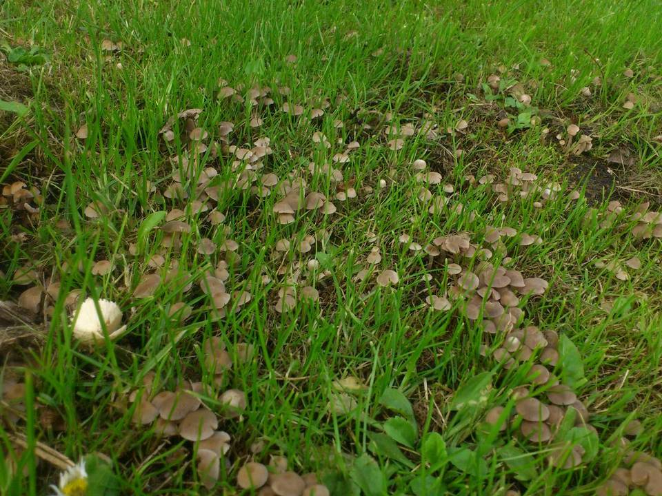 Psathyrella pygmaea image