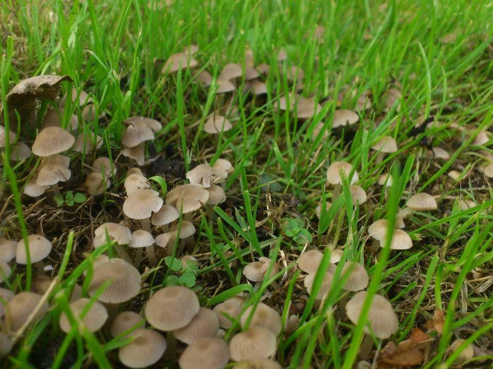 Psathyrella pygmaea image