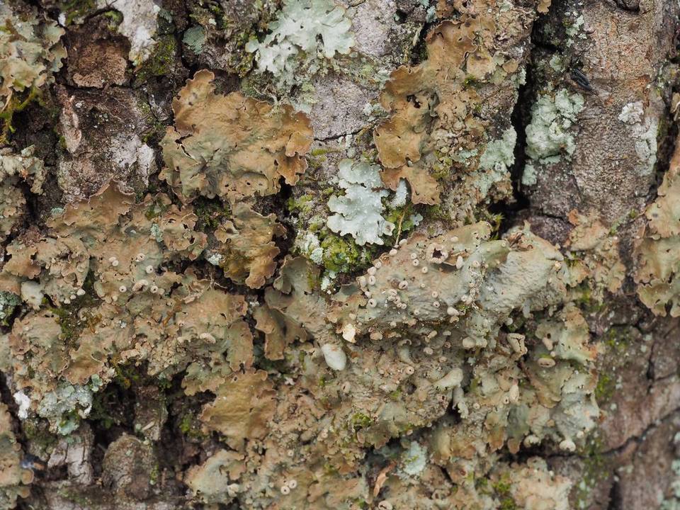 Lobaria ravenelii image