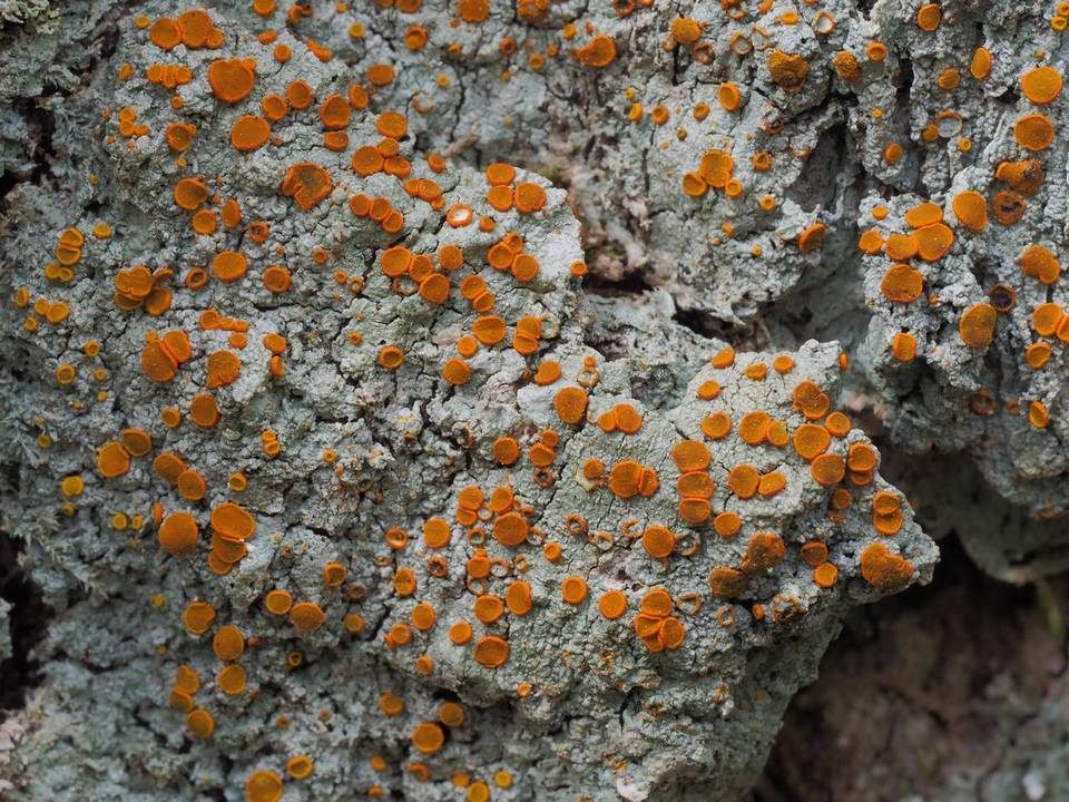 Brigantiaea leucoxantha image
