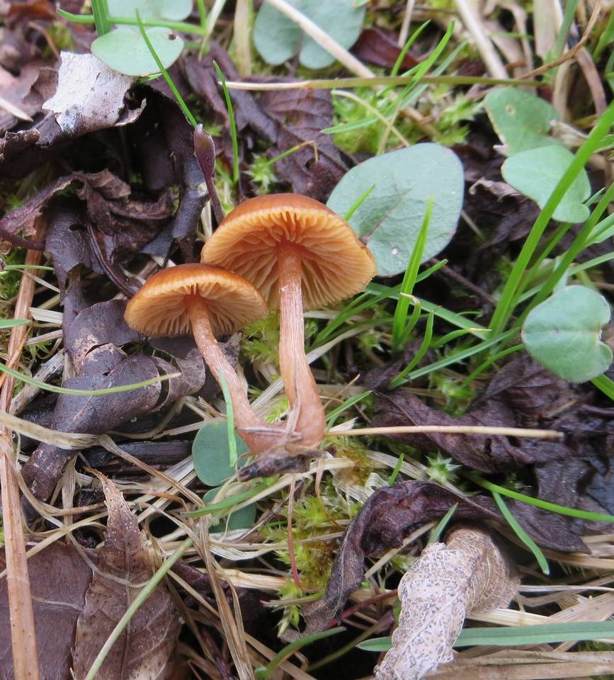 Tubaria romagnesiana image