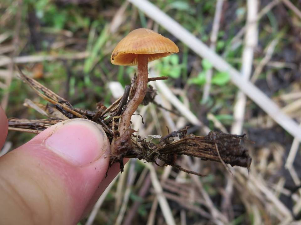 Tubaria romagnesiana image