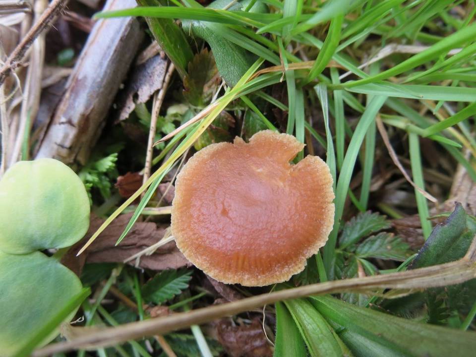 Tubaria romagnesiana image