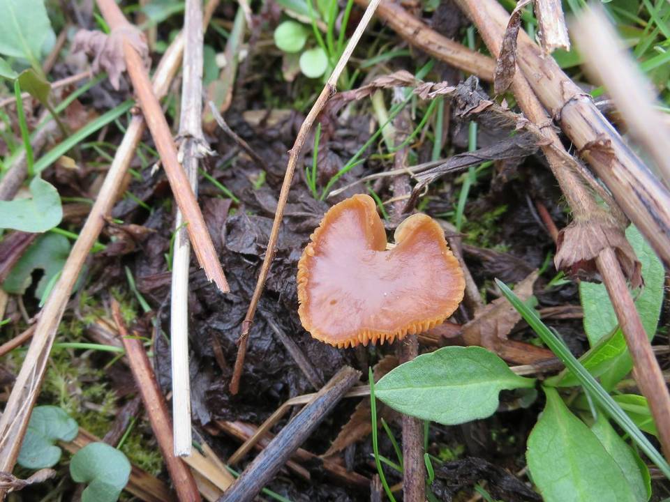 Tubaria romagnesiana image