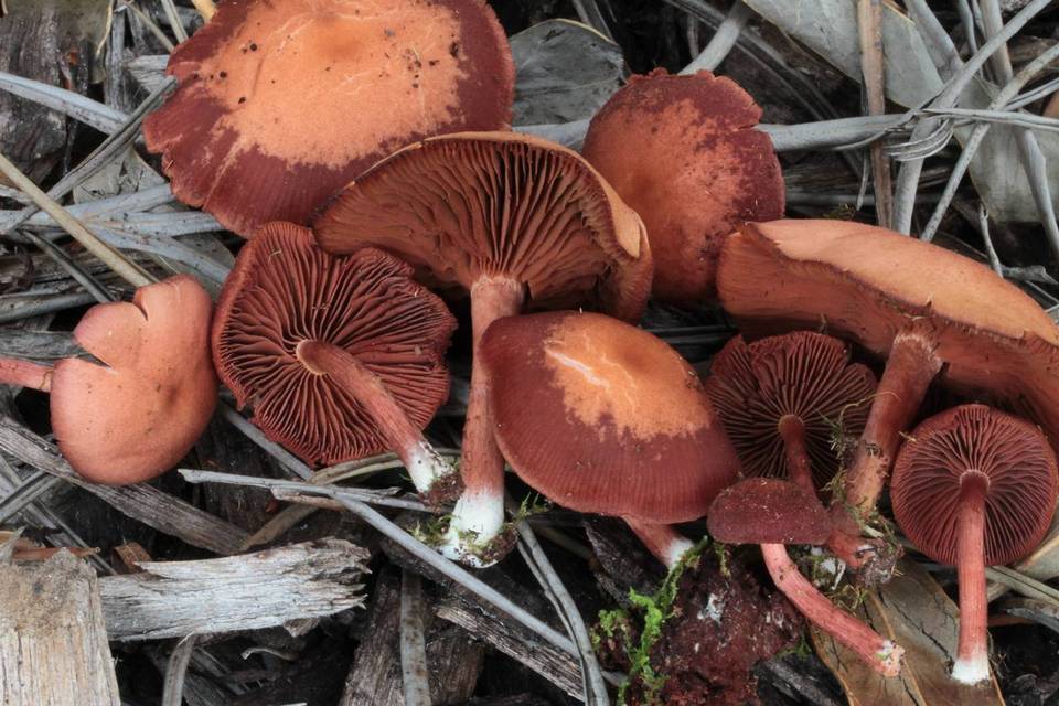 Tubaria rufofulva image