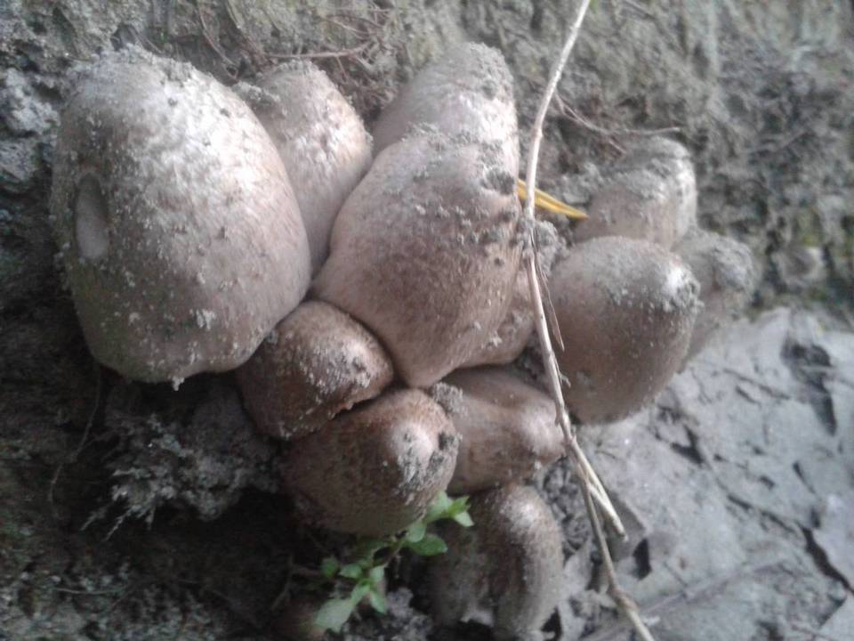 Coprinus variegatus image