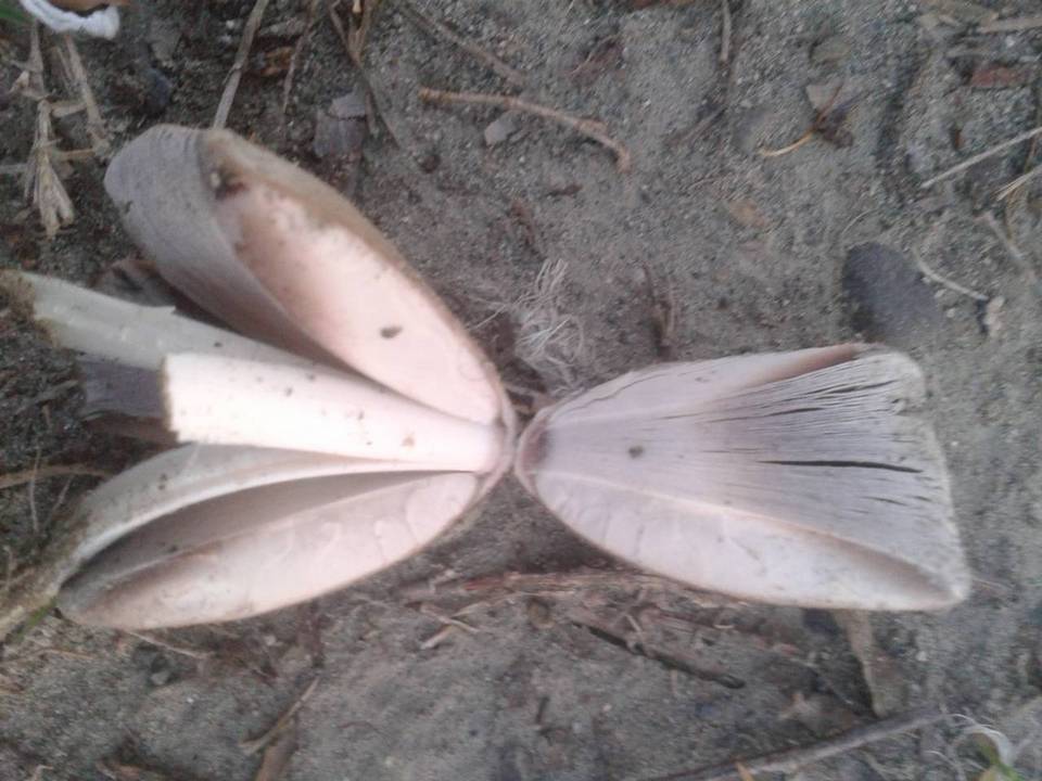 Coprinus variegatus image