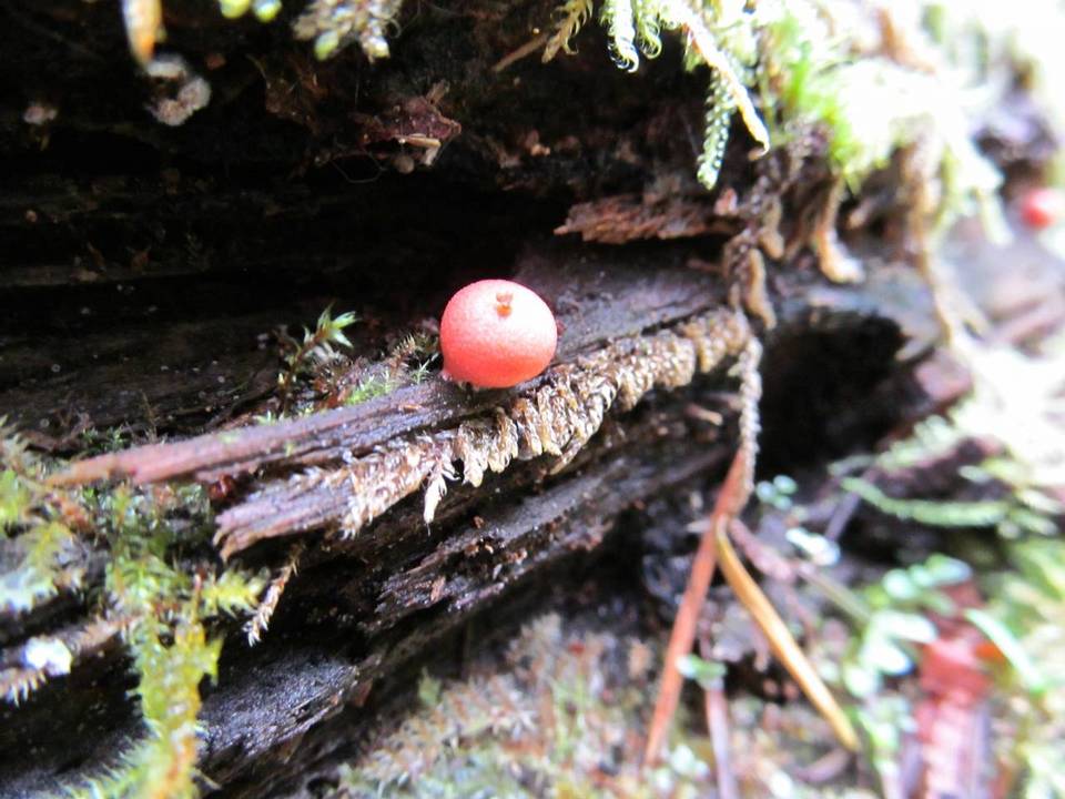 Lycogala epidendrum image