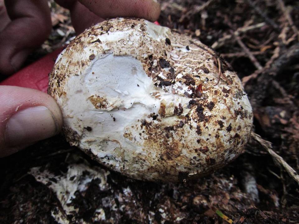 Wolfiporia extensa image