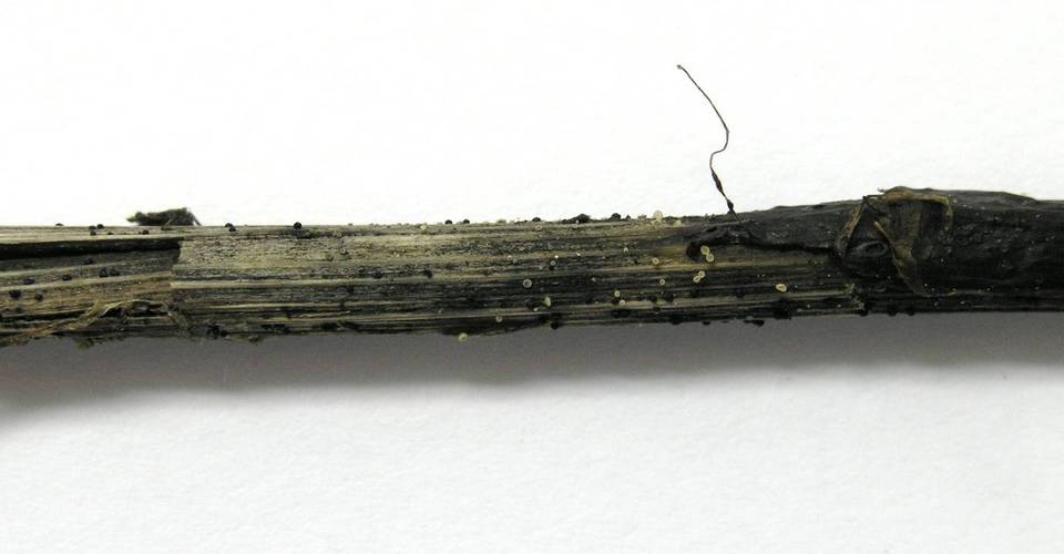 Hymenoscyphus repandus image