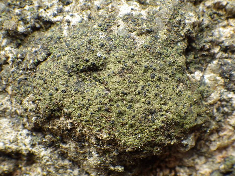 Verrucaria macrostoma f. macrostoma image