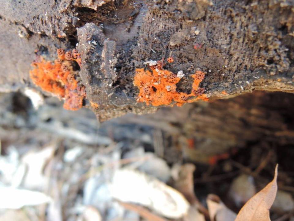 Metatrichia vesparium image