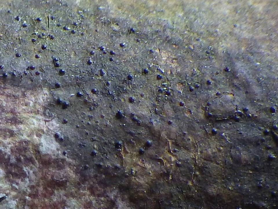 Porina aenea image