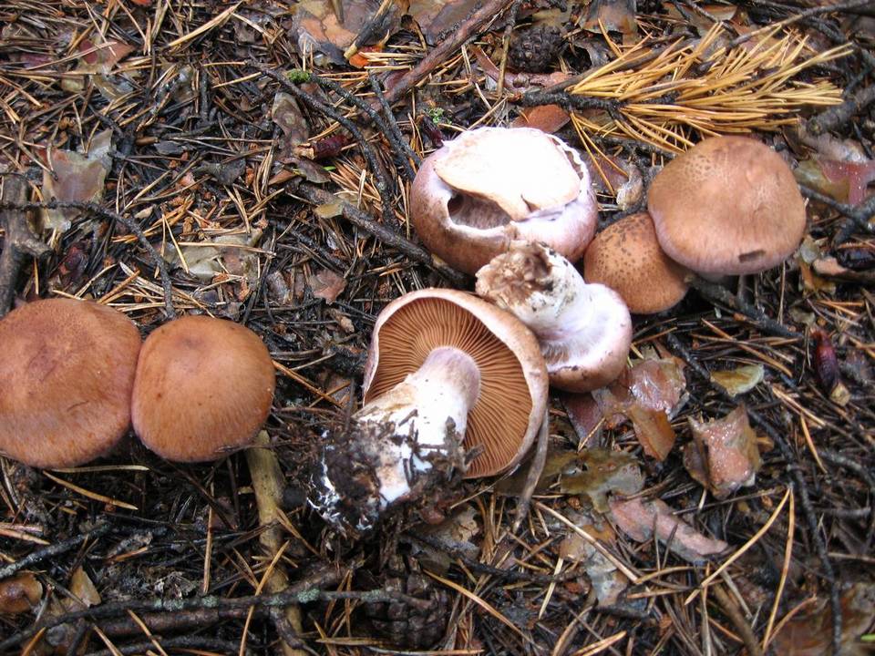 Cortinarius armeniacus image