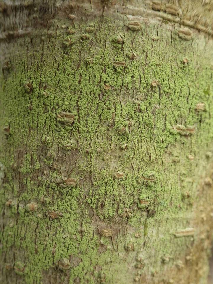 Pertusaria flavida image