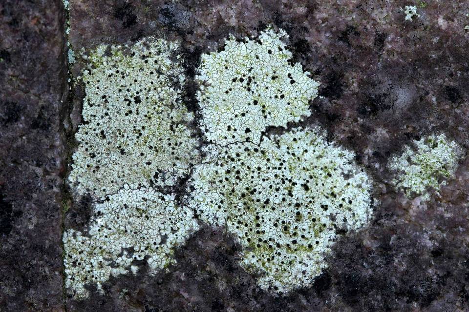 Buellia stigmaea image