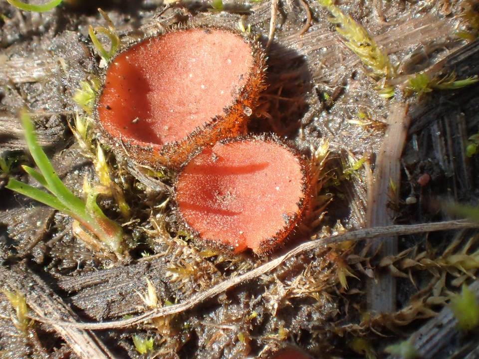 Scutellinia minor image