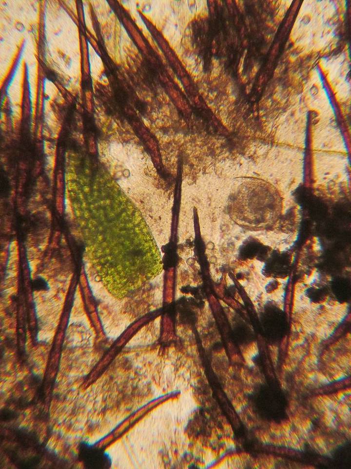 Scutellinia minor image