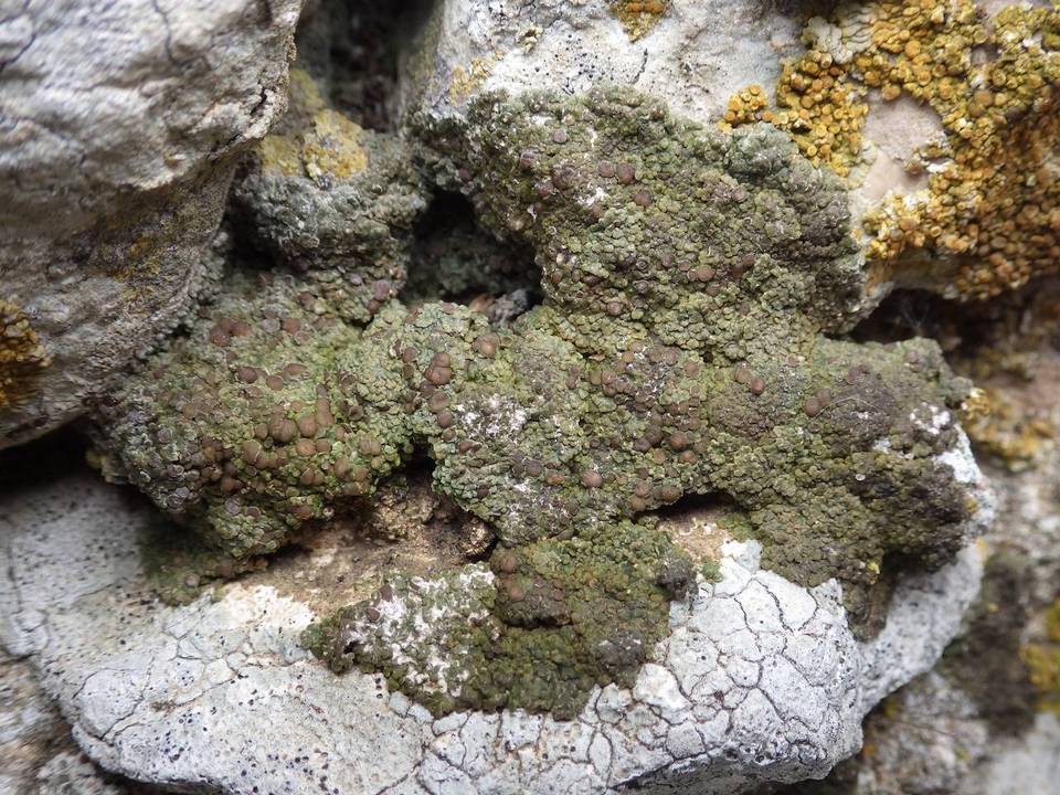 Lecidoma demissum image