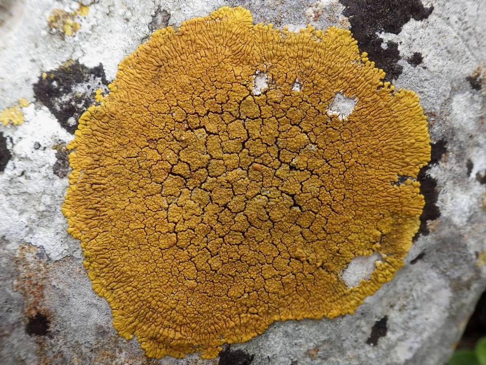Caloplaca thallincola image