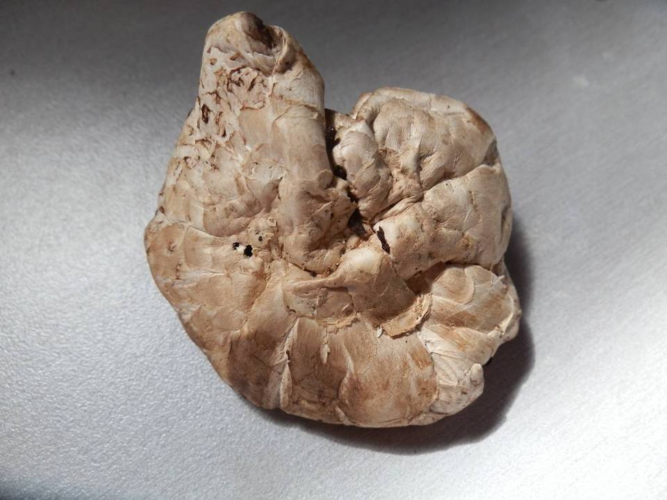 Agaricus subfloccosus image
