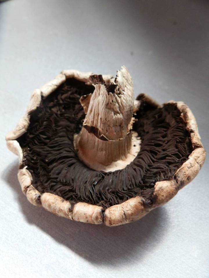 Agaricus subfloccosus image