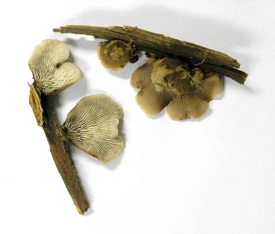 Lentinellus montanus image
