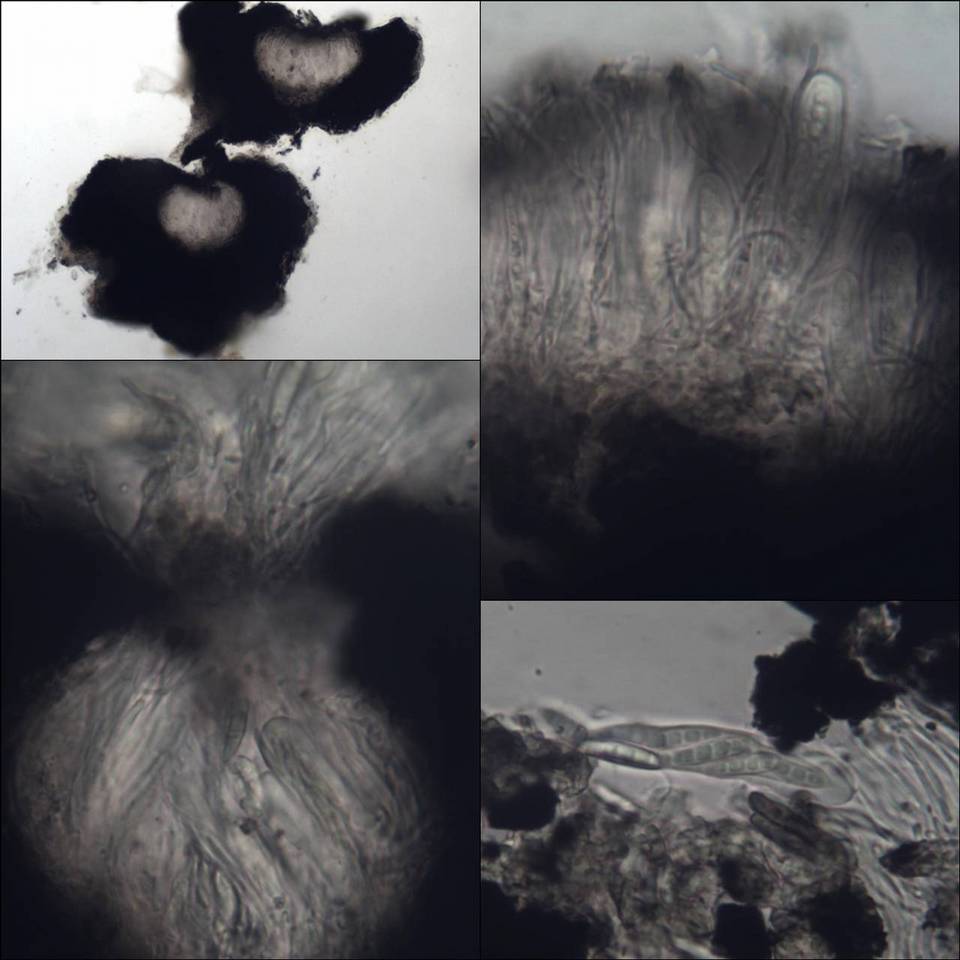 Opegrapha dolomitica image